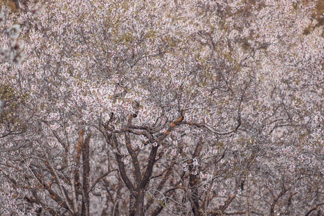 Almond Trees Almond Trees