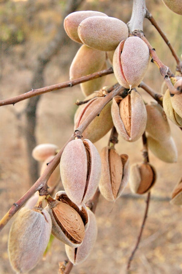 Almonds Almonds