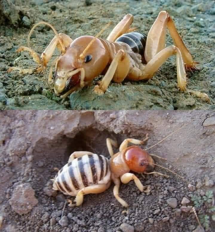 Stenopelmatus Stenopelmatus